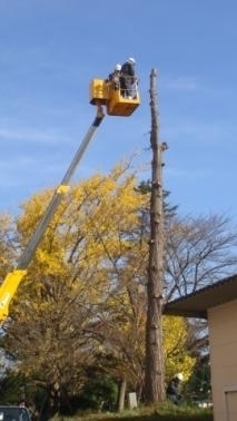 昭和天皇の皇太子時お手植えの松の伐採について